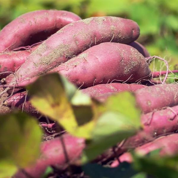 [Release date: September 1, 2025]ホクホクした食感と上品な甘さが特徴のさつまいも「五郎島金時」。五郎島金時は、栗のようにホクホクした食感と上品な甘さが特徴のさつまいもです。先祖代々受け継がれ「量より質」にこだ...