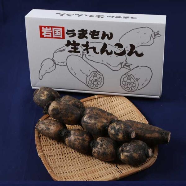 れんこん 2.0kg  山口県岩国市産れんこんは、山口県岩国市の特産品です。うまもん の生れんこんは、農薬・化学肥料に頼らない自然農業を重視する農家 益田公彦さんの協力を得て、生産されています。泥付き生れんこんを計量後、紙に包んで、化粧箱に...