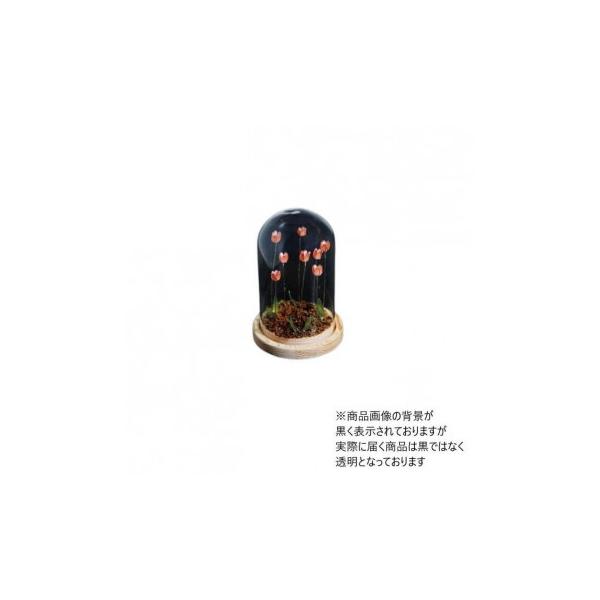 Flower glass dome フラワーガラスドーム 41403 : メイリーヴル - 通販