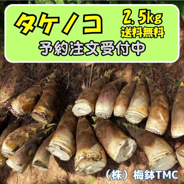 タケノコ 大日商【タケノコドリル】 TK622G | 工具,錐 | ハードボックス