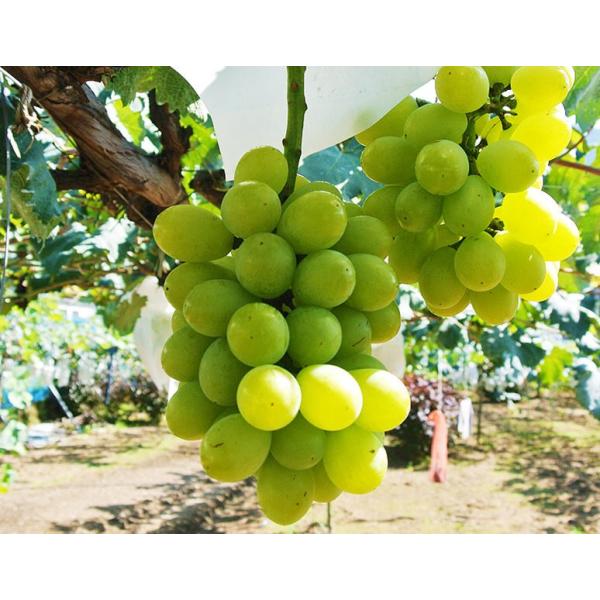 4セットまで送料１口で配送 黄玉ぶどう 長野県須坂産 2 3房 約800g 冷蔵 Buyee Buyee 提供一站式最全面最专业现地yahoo Japan拍卖代bid代拍代购服务 Bot Online