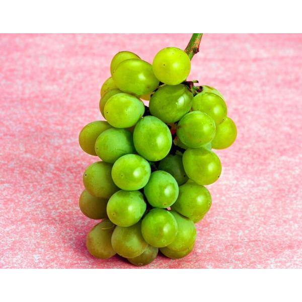 4セットまで送料１口で配送 黄玉ぶどう 長野県須坂産 2 3房 約800g 冷蔵 Buyee Buyee 提供一站式最全面最专业现地yahoo Japan拍卖代bid代拍代购服务 Bot Online