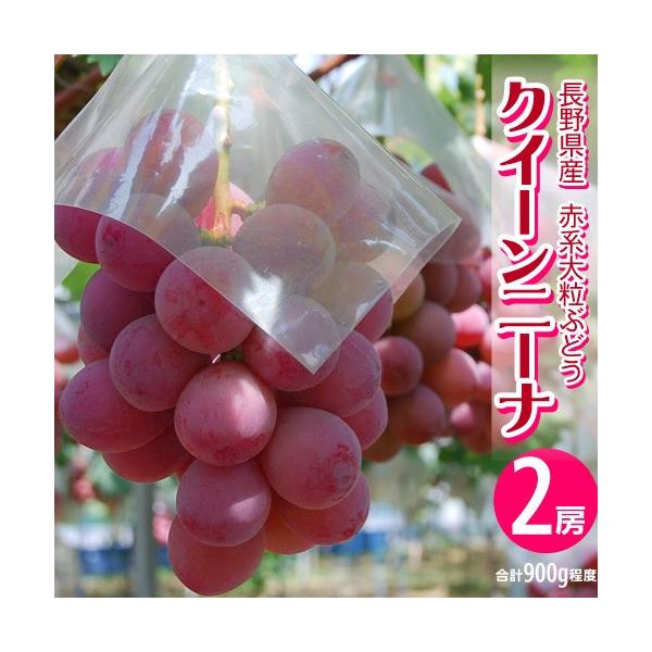 葡萄 ブドウ 長野県産 赤ぶどう クイーンニーナ 2房 合計約800g 送料