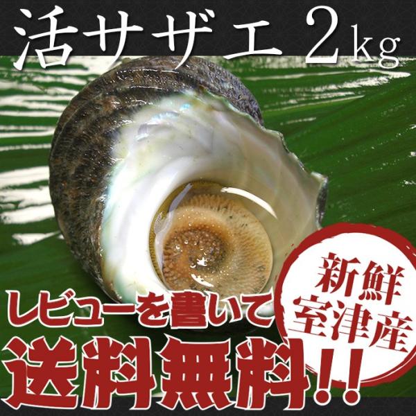 送料無料 瀬戸内産 活きサザエ 2kg 大中サイズ さざえ 室津産 ギフト お中元 お歳暮 母の日 父の日 Marango Com Co
