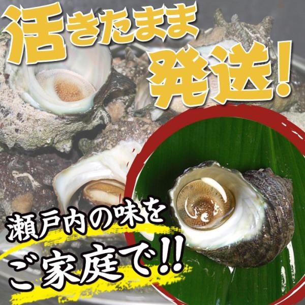 送料無料 瀬戸内産 活きサザエ 2kg 大中サイズ さざえ 室津産 ギフト お中元 お歳暮 母の日 父の日 Marango Com Co