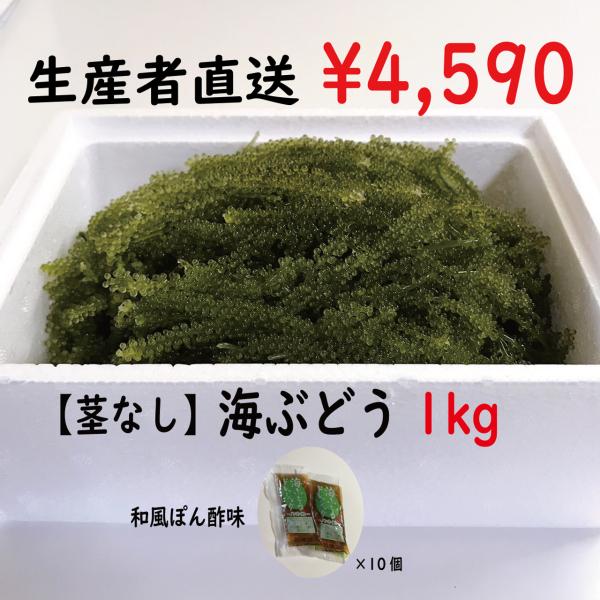 生！海ぶどうドーン！と1kg(A級品) タレ付き 生産者が送る“鮮度