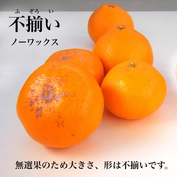 訳あり三ケ日みかん 青島 5キロ 送料無料 Mis Aw30 うなぎ浜名湖山吹 通販 Yahoo ショッピング