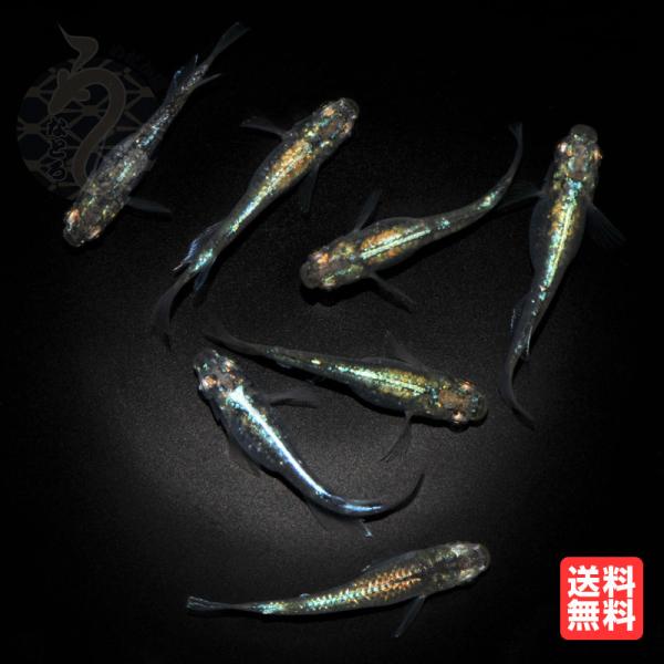 現物販売：メダカ「緑光」（死着補償含む3ペア+1）