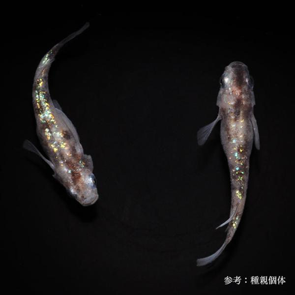メダカ「白写りラメ」1ペア