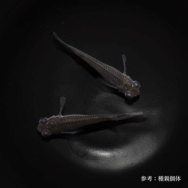 メダカ「ブラックかえる」1ペア