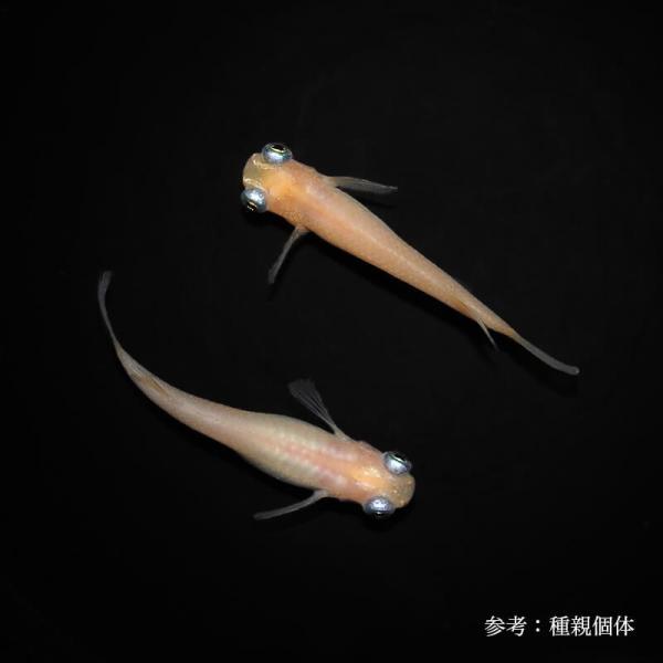メダカ「ピンクかえる」1ペア