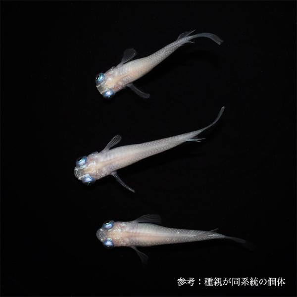 メダカ「白かえる」1ペア