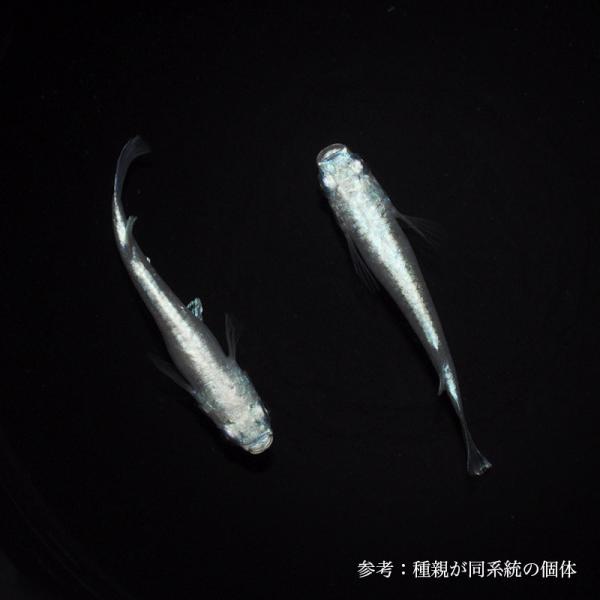 メダカ「プラチナホワイト」1ペア