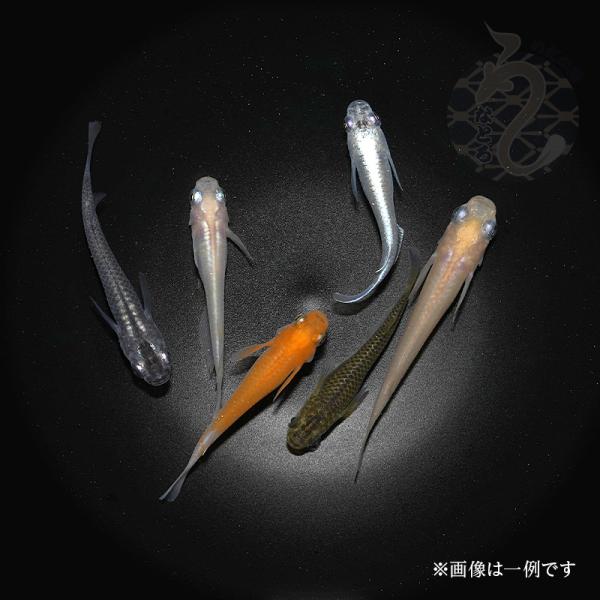 メダカ「ミックス」６匹