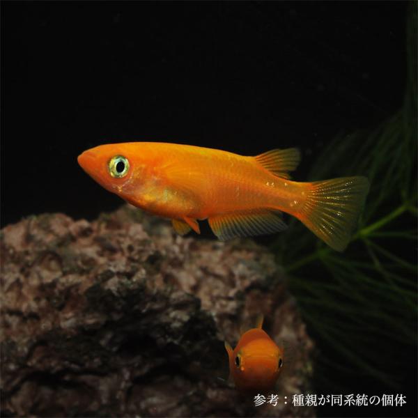 メダカ「大和紅帝」1ペア