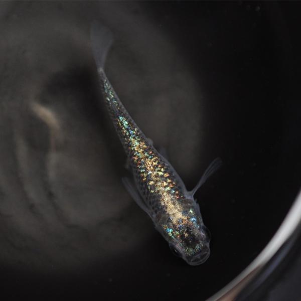 メダカ 黒ラメみゆき体外光 1ペア めだか屋 うなとろふぁ む 熱帯魚 アクアリウム用品 メダカ Md053 めだか屋 人気沸騰