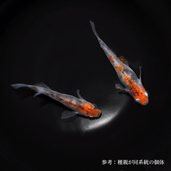 メダカ「透明鱗三色」1ペア