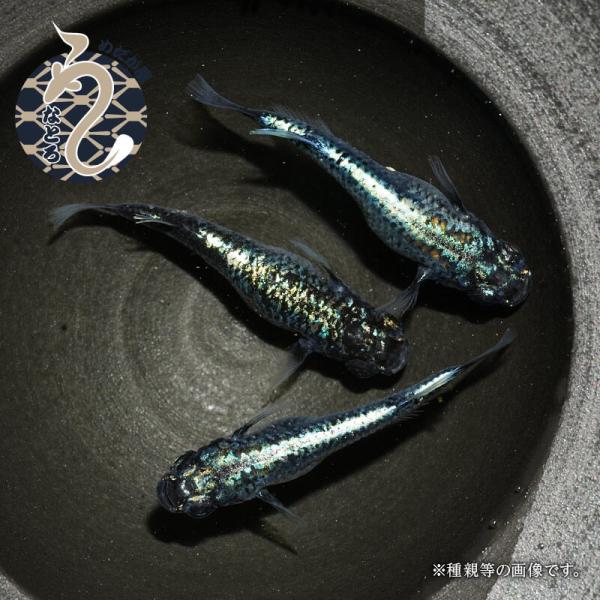 メダカ「墨武」1ペア