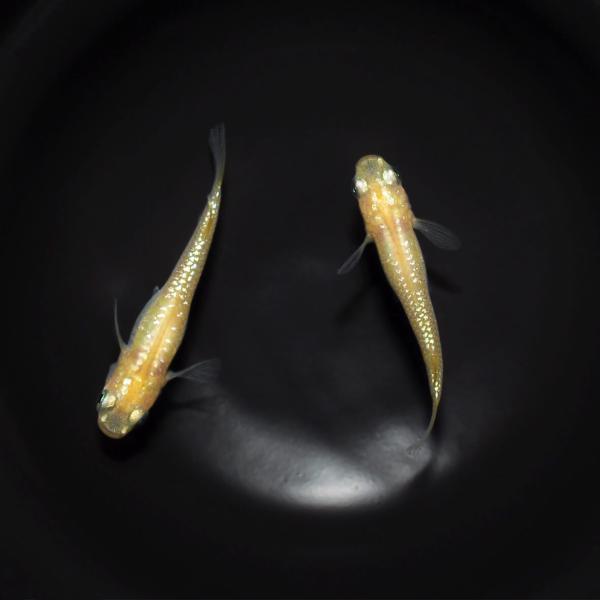 メダカ「白虹ラメ」1ペア