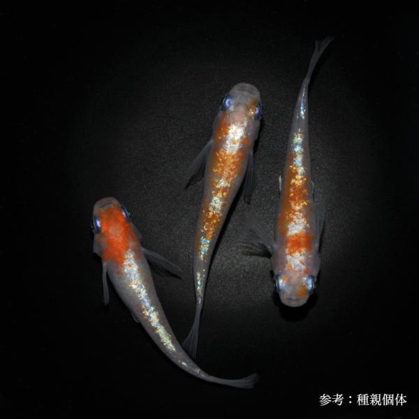 メダカ「紅白体外光Aクラス」1ペア : めだか屋 うなとろふぁ～む