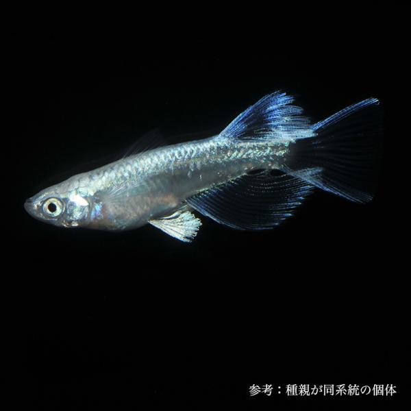 プラチナ幹之リアルロングフィン(若魚) 1ペア+ヘテロ♂1【メダカ