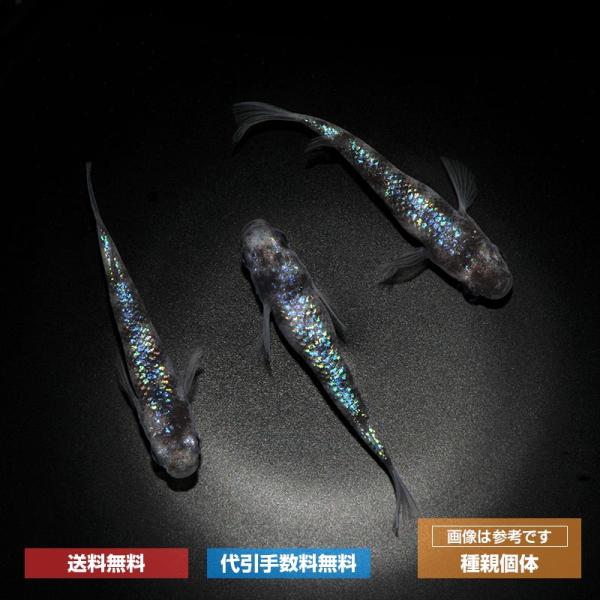 メダカ「白斑サファイア」1ペア