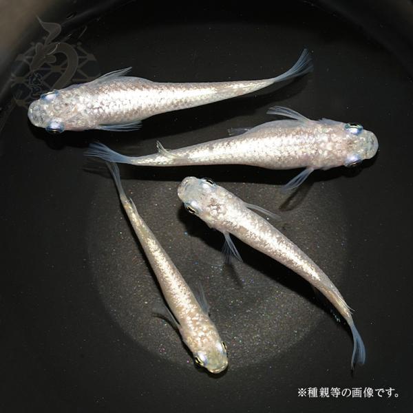 メダカ「スーパー白ラメ」1ペア