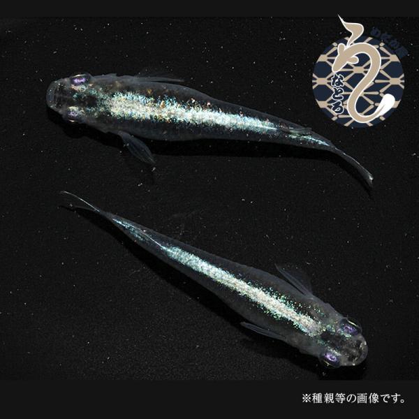 メダカ「青サバ」1ペア