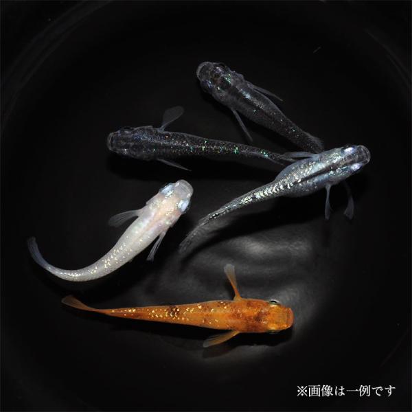 メダカ「ミックスラメ」15匹
