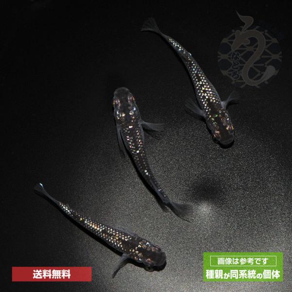メダカ「クラウドグレーダイヤ」1ペア