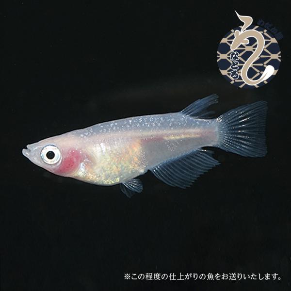 メダカ「紅ほっぺ」３ペア
