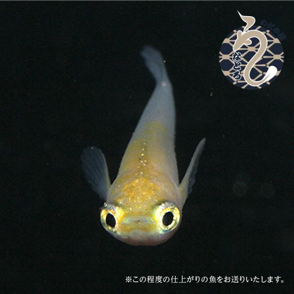メダカ「ポニョ」３ペア