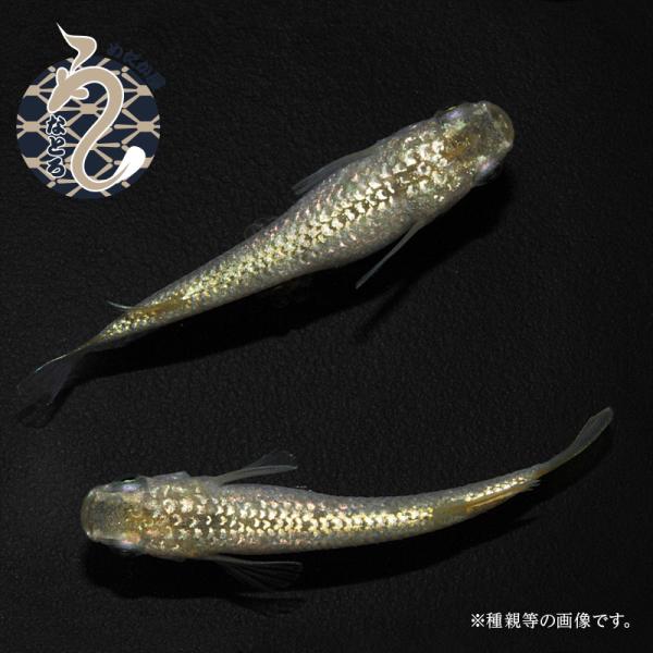 メダカ「すずらん」３ペア