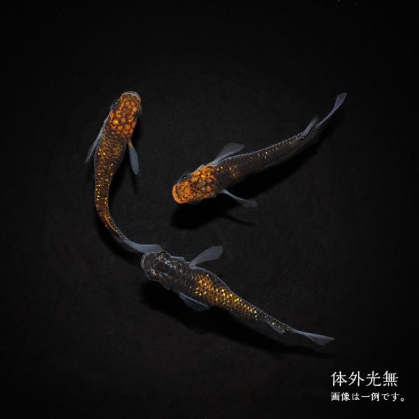 メダカ「火輪幹之（体外光無）」３ペア