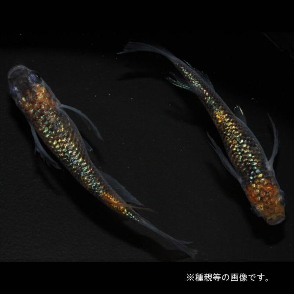 メダカ「忘却の翼」３ペア