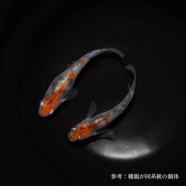 メダカ「透明鱗三色」３ペア