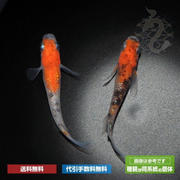 メダカ「三色ラメ　Ａクラス」３ペア