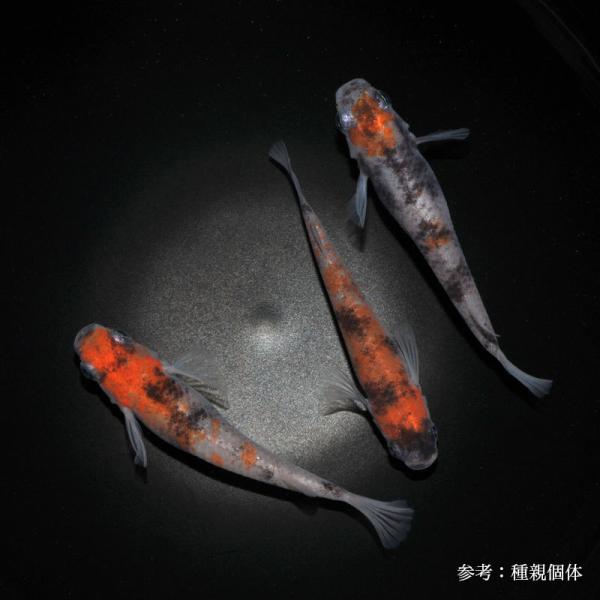 メダカ「雲州三色」3ペア : めだか屋 うなとろふぁ～む - 通販