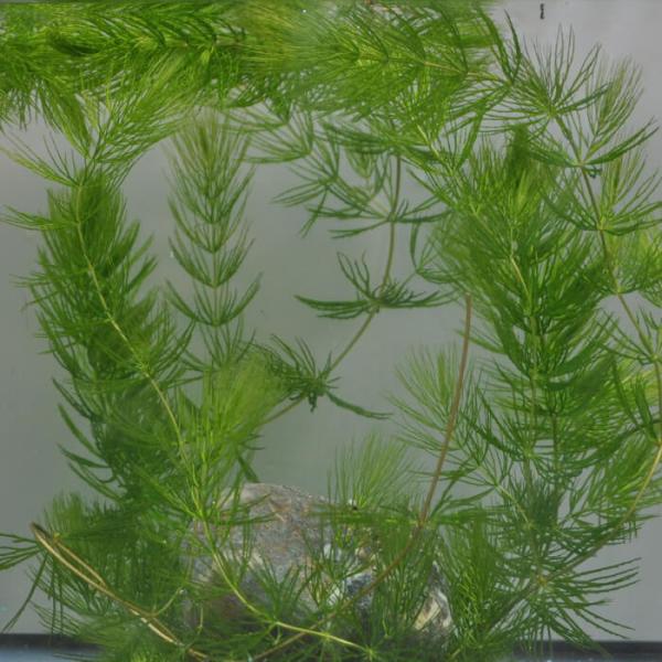 【新鮮な緑色の水草】『マツモ 』1002g 1002MTM002 41371-1.jpg