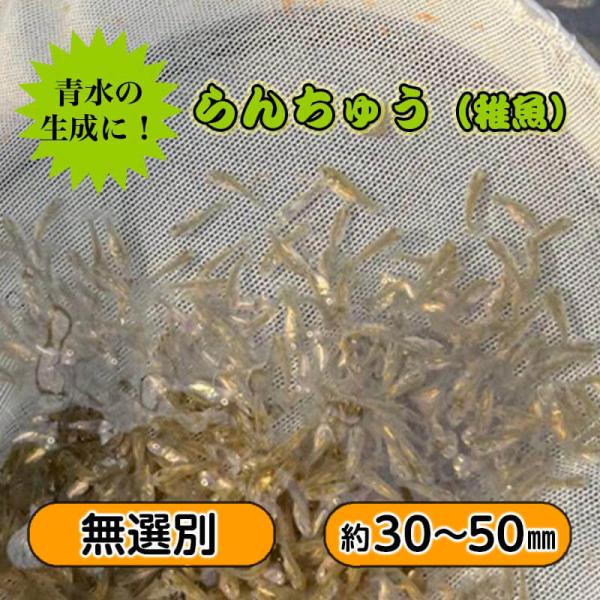 らんちゅう(黒仔)Ｍサイズ