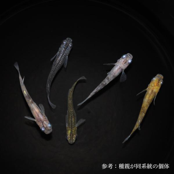 メダカ「？（はてな）選別漏れ」5匹