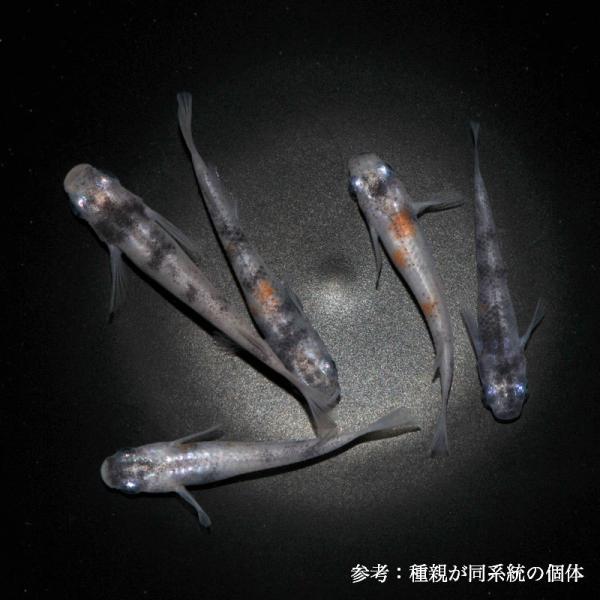 めだか◆雲州三色　画像の現物14匹◆ 楽天市場】雲州三色めだか 未選別 稚魚 SS〜Sサイズ 10匹セット / 雲州