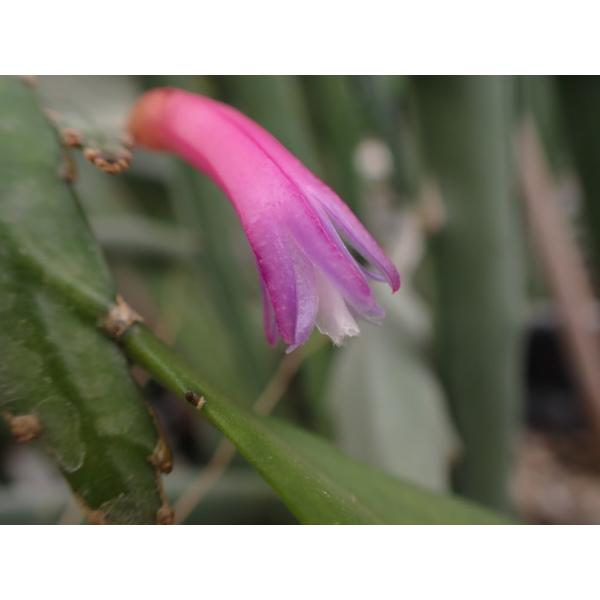Disocactus amazonicus 10．5cmPOT 3．5号鉢 : UMBER KELP