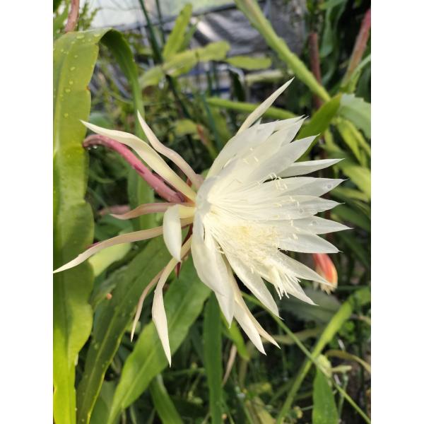 Epiphyllum oxypetalum　１０．５cm　ｐｏｔ和名、月下美人のメキシコ株です。日本で出回る月下美人よりも僅かに小型です。株が充実してくると花つきは非常に良く、一夜花ではありますが5月から11月にかけて次々に開花します。和名...