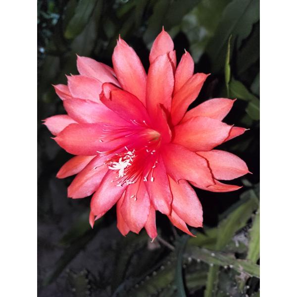 クジャクサボテン　月下美人　苗Epiphyllum hybrid　'Grossblumig'クジャクサボテン　'グロスブルーミグ'立ち性のクジャクサボテンです。3稜の枝が多く、時折2稜を出します。自然に任せると、1ｍ程度は枝が立ち上がります...