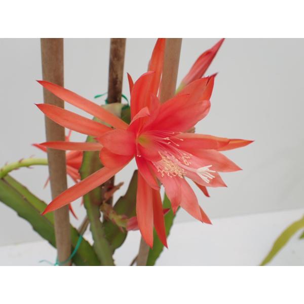 クジャクサボテン　月下美人　苗クジャクサボテン　′カーラ′Epiphyllum hybrid 'Karla'当ショップのオリジナル品種です。矮性種であり、枝が柔らかく下垂する為、吊り鉢に向いています。開花はクジャクサボテンの中でも容易で、春...