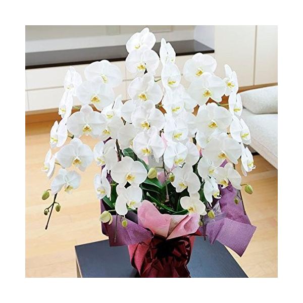 胡蝶蘭5本立 白 開店祝い 3万円コース 台紙がオレンジ色の電報 祝電付き 開店祝い 開業祝い 移転祝い 当選祝い 就任祝い 当選祝い 3万円コース フラワーギフトの胡蝶蘭 003 ユニコーンストア