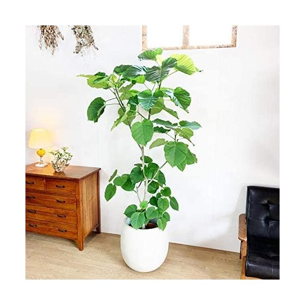 観葉植物 大型 １０号 その他花 高級鉢カバー付 ウンベラータ ランキングや口コミも豊富なネット通販 ゴムの木 バルーン型 ユニコーンストアのフィカス ホワイト 花 ガーデニング １０号鉢 スマホアプリも充実で毎日どこからでも気になる商品をその場でお求めいただけ