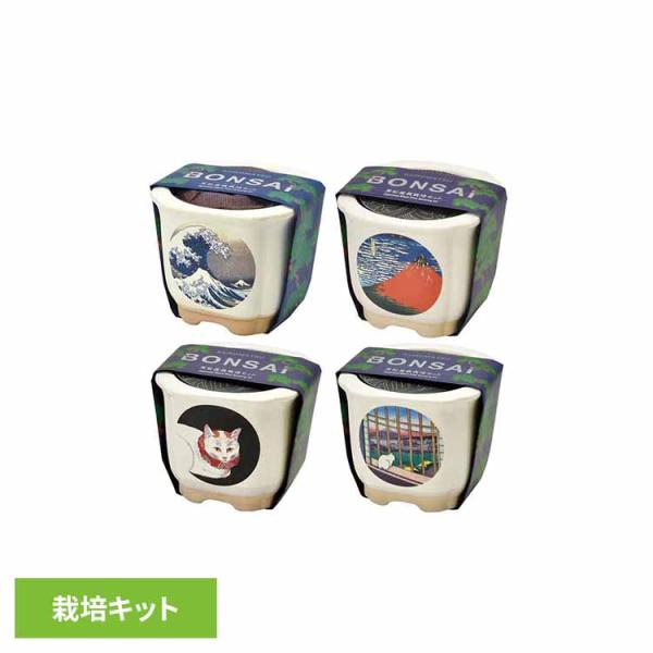 （検索用：栽培キット 栽培セット 盆栽 聖新陶芸 和陶鉢 まつ 富士山 ねこ お土産 SEISHIN 4528757041528 4528757041511 4528757032212 4528757032205）●翌日優良配送対象商品につ...