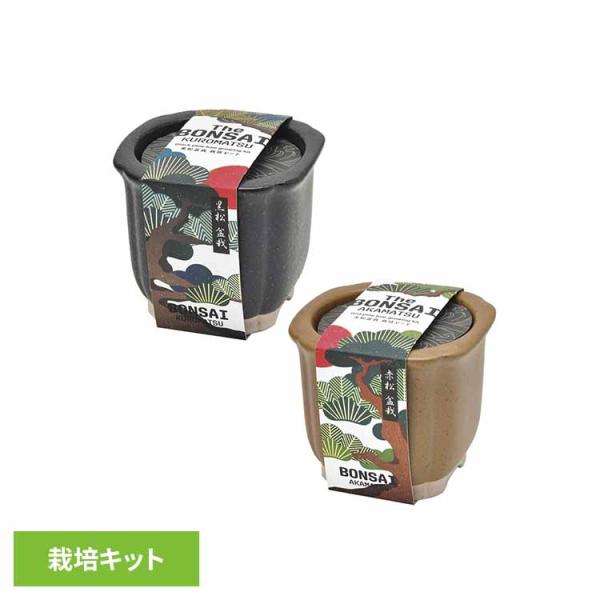 （検索用：栽培キット 栽培セット 松 まつ 聖新陶芸 陶器 贈り物 SEISHIN ギフト 4528757040637 4528757040620）●翌日優良配送対象商品につきまして●下記の場合は対象外となります。・13時以降(休業日は12...